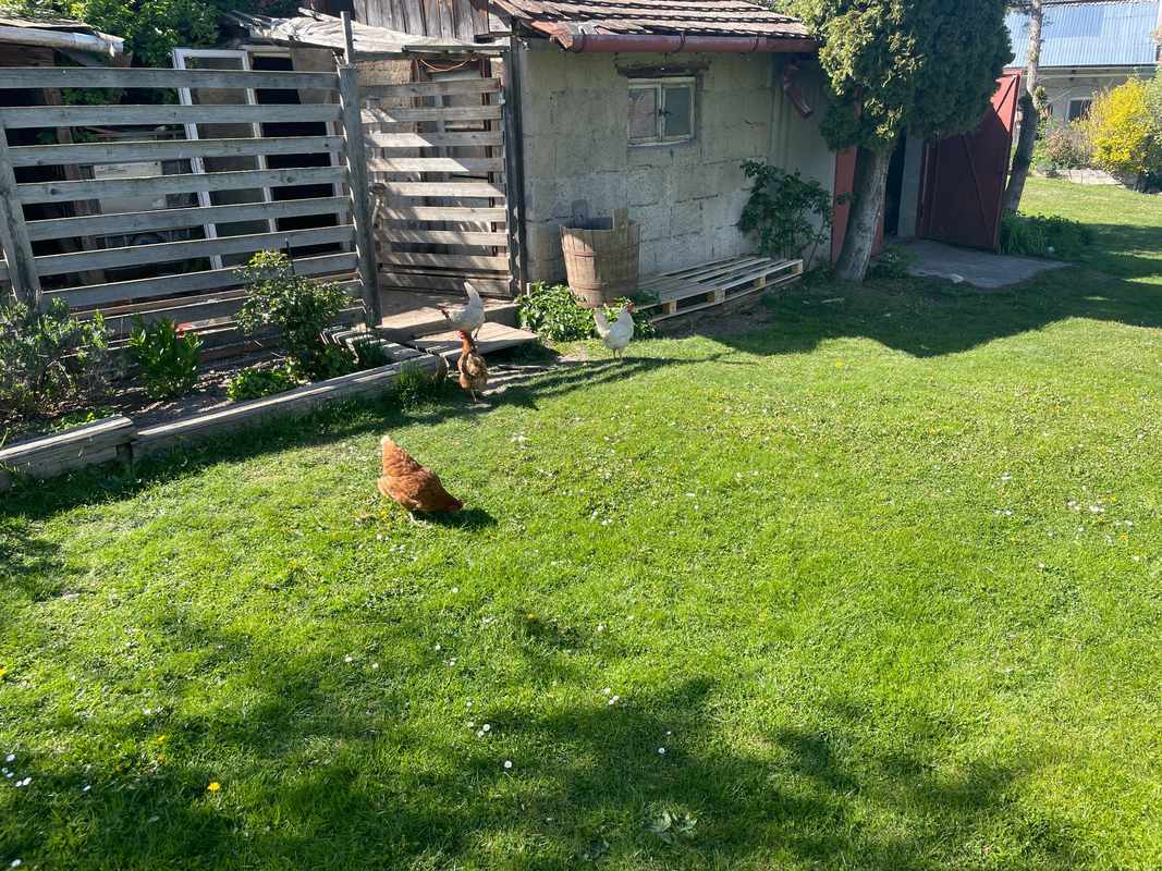 Slepice u hospodářství